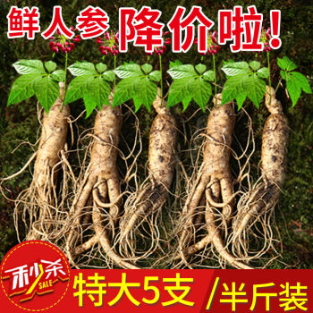 特大5只半斤装 带土新鲜人参 野山参 须花参 林下 参含人参皂苷靠山庄