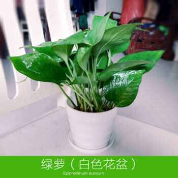 铜钱草水培植物室内盆栽花卉绿植套餐绿萝吊兰栀子花 绿萝白色花盆