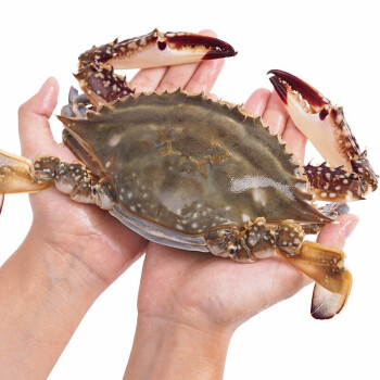 鲜尝态 东海梭子蟹 7-8只 单只150g-200g 1.3kg