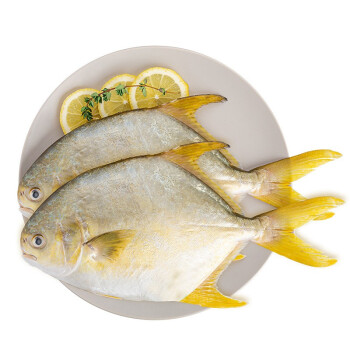 金鲳鱼解剖图图片