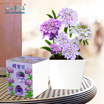Bloom Life 匠心綻放 IAM City Farmer 蜂室花 DIY植物種植趣味盆栽 幼兒園兒童小盆栽 白領桌面種植盆栽 科學課觀察植物