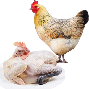 庆方堂林间散养母鸡12kg放养158天走地鸡土鸡冷冻整鸡鸡肉