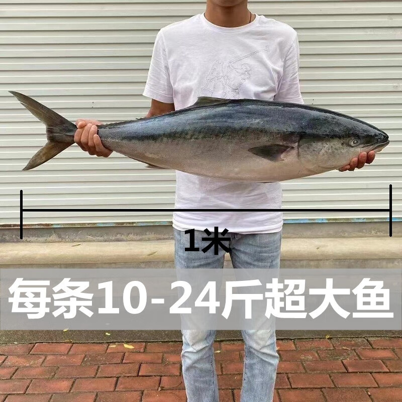 佳宝臣 VEYBOUSON 青岛黄金大鲅鱼 13-14斤礼盒装 券后198元