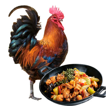 橙小萌 散养青脚土公鸡1.4kg 放养188天整鸡鸡肉生鲜