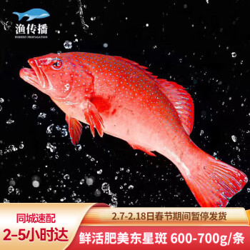 渔传播 同城速配  海南鲜活红东星斑 600-700g/条 海鲜活鱼