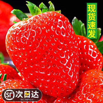 菲农 红颜奶油草莓 3斤 单果30g 红颜草莓礼盒 孕妇水果 新鲜时令水果