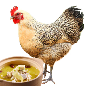 庆方堂 农家散养老母鸡1.2kg 散养500天 土鸡走地鸡整鸡生鲜