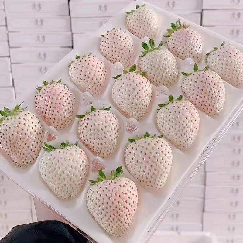 曲迪 淡雪草莓 250g一盒20颗 顺丰空运 28元（需买2件，需用券）