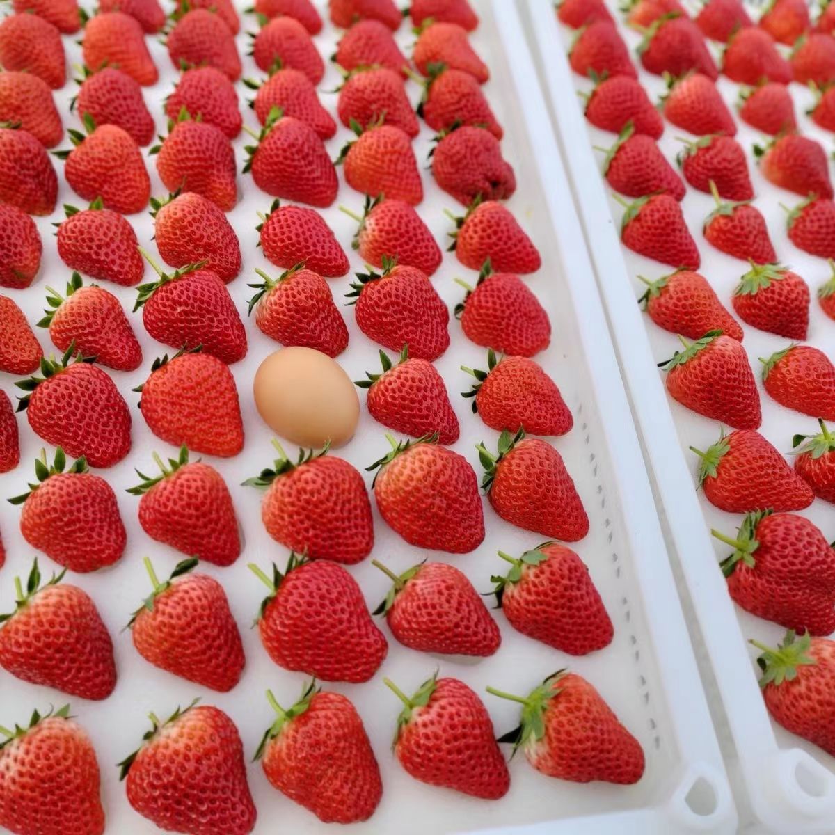 鲜程祥合 果王 巨无霸 红颜99草莓 2.5斤装 单果30-50g 21元（需买2件，需用券）