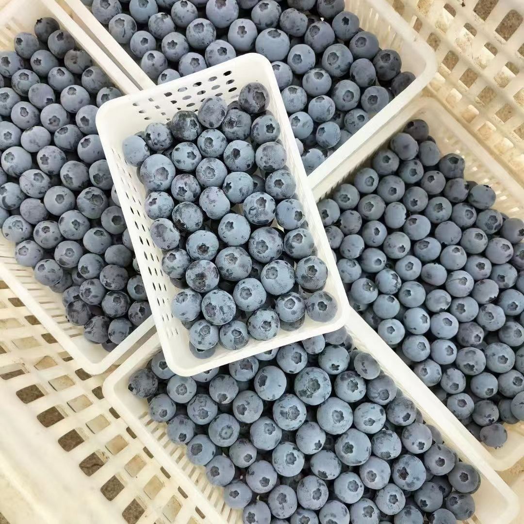 鲜程祥合 特大果 新鲜蓝莓 125g/6盒 果径18-22mm 京东快递 券后67.8元
