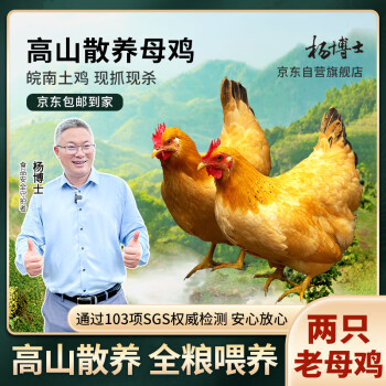 杨博士 老母鸡农家土鸡走地鸡散养1年单只净重1.8-斤以上 2只鸡源头直发