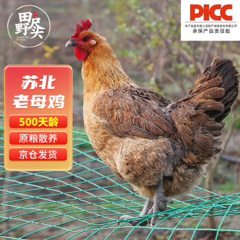 田野尽头 老母鸡1kg 500天散养土鸡肉溜达鸡，