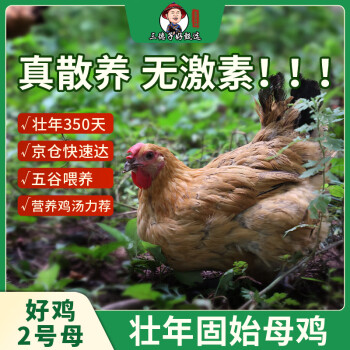 三德子好甄选 好鸡2号(母）壮年老母鸡高山散养350天 净重0.9-1.2kg