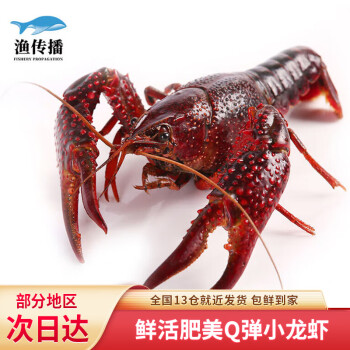 渔传播 鲜活小龙虾 约6-8钱/只 1kg 龙虾生鲜虾类活虾包鲜到家