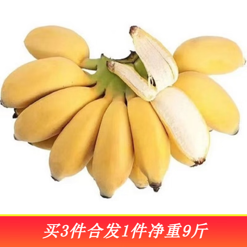 果佳玖广西正宗小米蕉现砍青果小香蕉（需催熟）生鲜水果特产带箱 小米蕉 3斤 6.6元