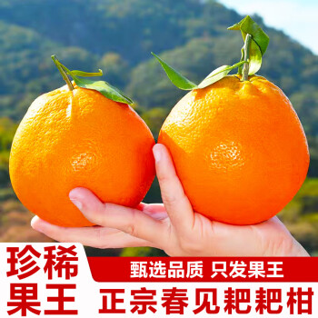 知鲜湾 桔子春见耙耙柑粑粑柑丑橘子应季时令新鲜水果当季整箱 特大果9斤