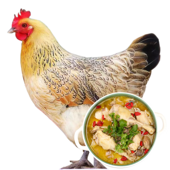 庆方堂 林间散养老母鸡 净重1.5-1.8kg 散养620天 土鸡走地鸡整鸡生鲜
