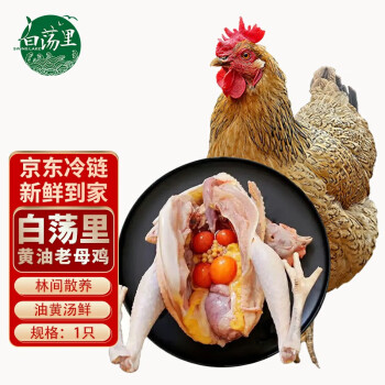 白荡里 黄油老母鸡2~2.2斤*1只  走地鸡月子鸡营养滋补食材 源头直发