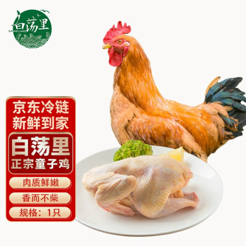 白荡里 正宗童子鸡1.7斤~1.9斤*1只  小公鸡走地鸡整只生鲜食材 源头直发