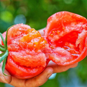 优特蔬 山东普罗旺斯西红柿4.5斤装沙瓤浓郁多汁新鲜采摘源头直发