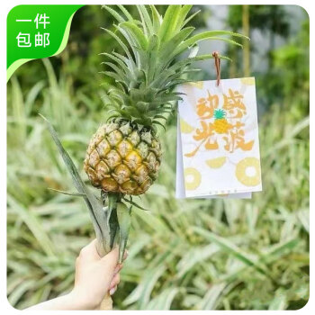 京鮮生 動感光菠水培菠蘿2支裝 單支300g起40-60cm長度 可食用 源頭直發(fā) 2支 長度40-60cm