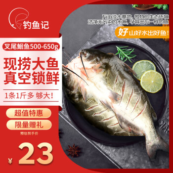 釣魚記 叉尾鮰魚 500g-650g