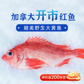 美加佳 加拿大紅魚 凈重550g*2袋（每袋2條） 整只紅魚 源頭直發(fā) 石斑魚