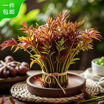京鮮生 云南高原紅香椿芽 1斤裝 新鮮采摘 源頭空運直發(fā) 凈重1斤裝|頭茬采摘