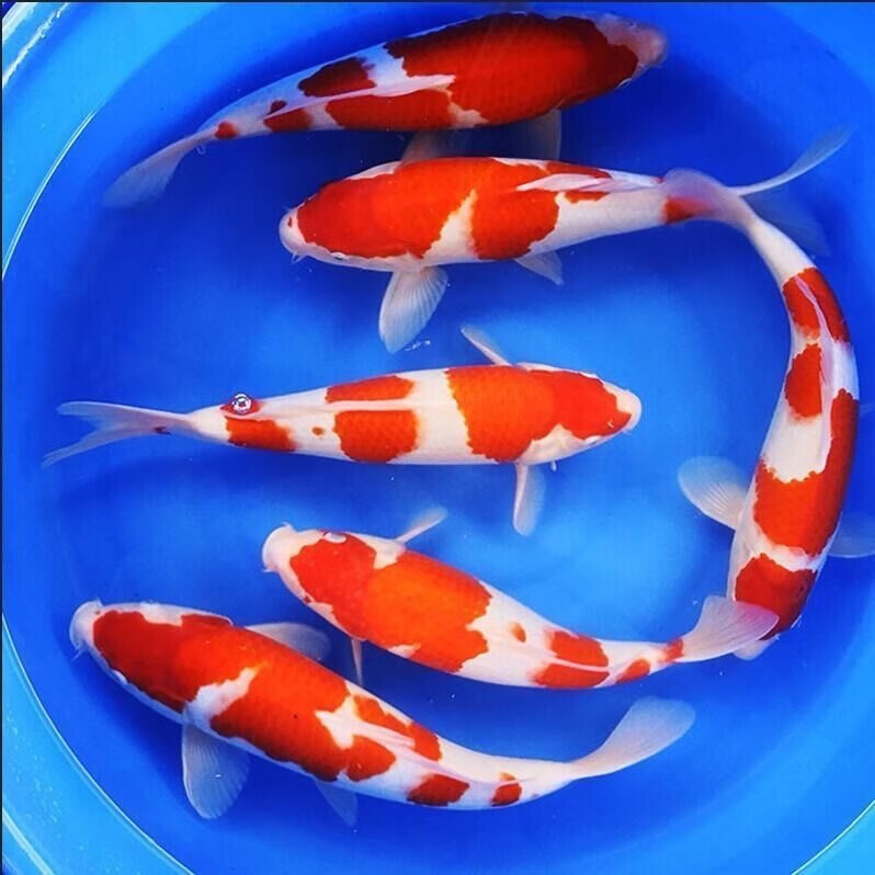 纯种锦鲤金鱼活鱼观赏鱼苗宠物冷水鱼 红白1条+三色1条 6-8cm 4.94元