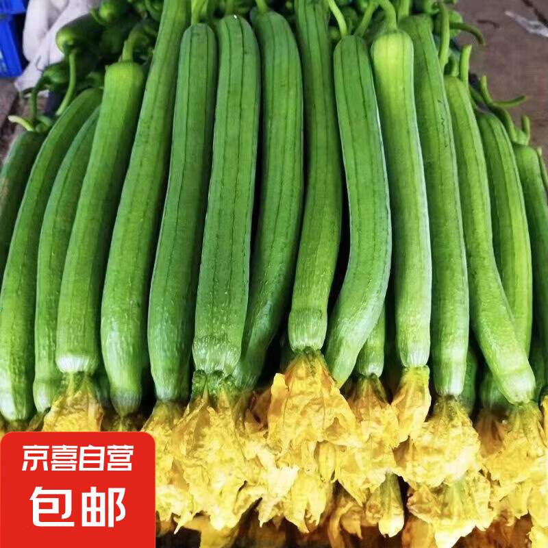 山东长丝瓜 绿皮丝瓜 5斤 净重 12.09元