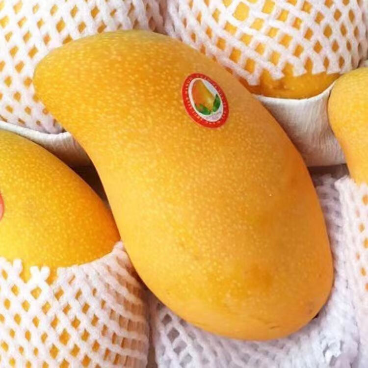 再降價(jià): 集南鮮 金煌芒芒果 凈重9斤特級(jí)果王（300g起） 22元（需領(lǐng)券）