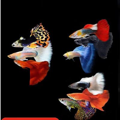 孔雀魚、天使魚 15條 4.98元