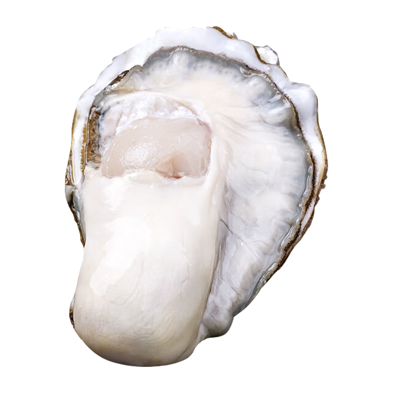 龙味福【活鲜】生蚝 乳山牡蛎 新鲜海蛎子生鲜贝类 【全网独家蚝王】8XL带箱10斤生蚝 79.8元
