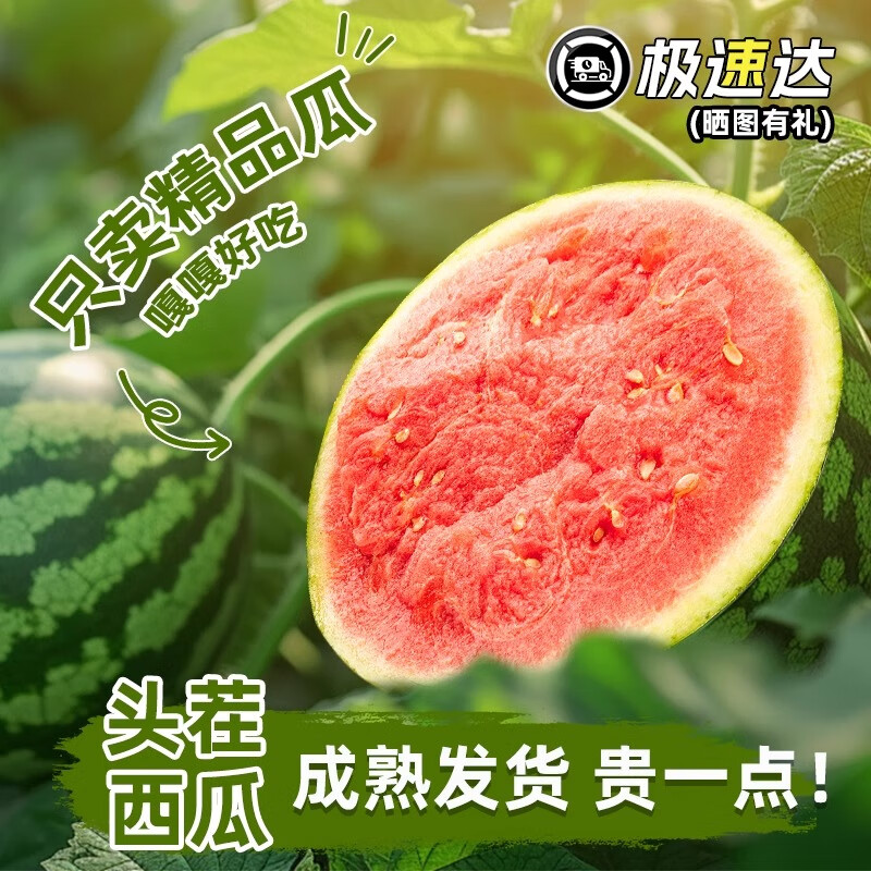 春福乐 正宗8424麒麟【现货】西瓜当季新鲜水果爆汁云南美都甜西瓜整箱 净重4-5斤精选装 【纸箱+汽柱】 12.9元