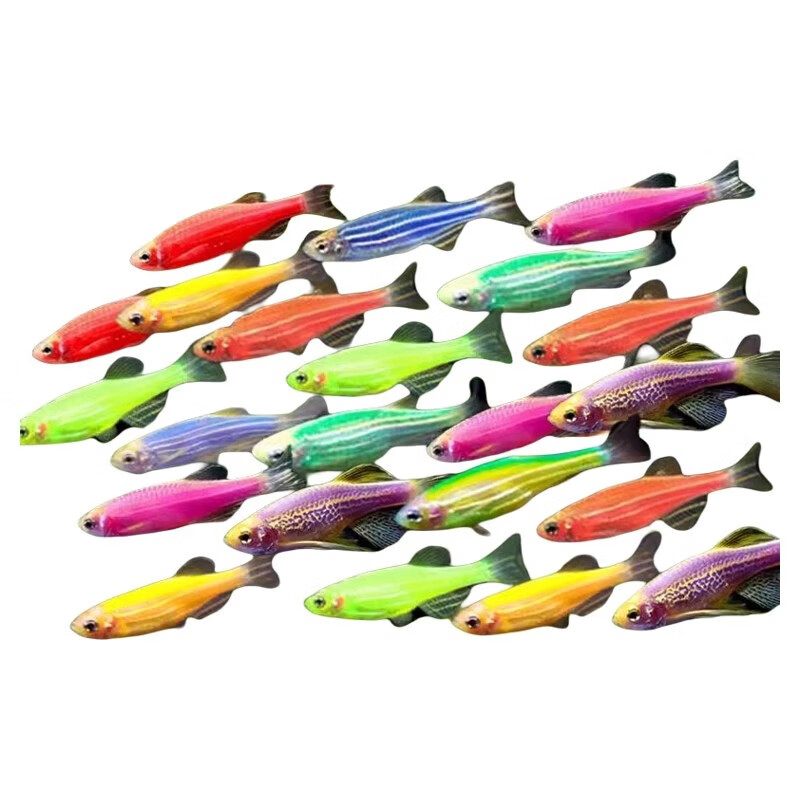 熱帶觀賞魚2-3cm糖果斑馬12條 4.99元