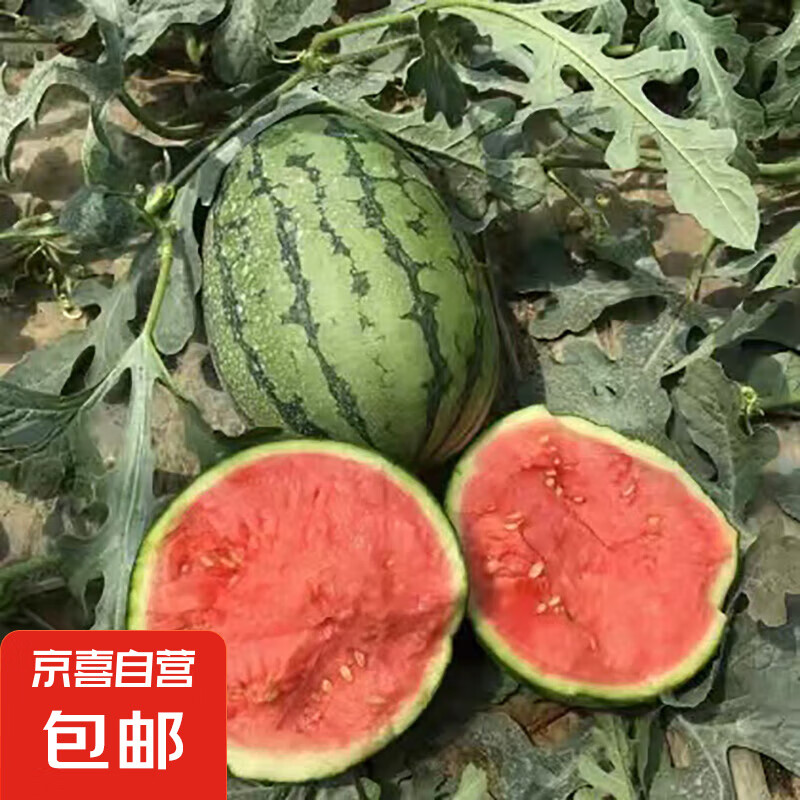 京喜 現(xiàn)摘現(xiàn)發(fā)2k西瓜當(dāng)季手剝薄皮小糖丸西瓜新鮮水果冰糖子小西瓜 2-3斤（1-2個(gè)） 西瓜 水果 4.49元