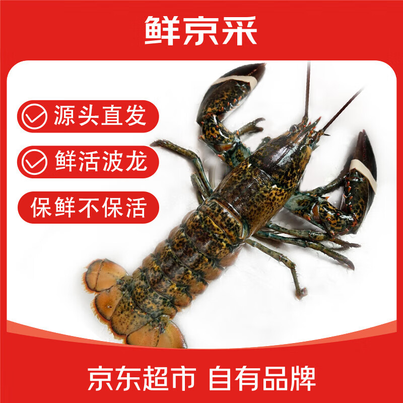 限移動(dòng)端、京東百億補(bǔ)貼：鮮京采 波士頓龍蝦波龍凈重450-550g/只 保鮮不?；?端午送禮 48元