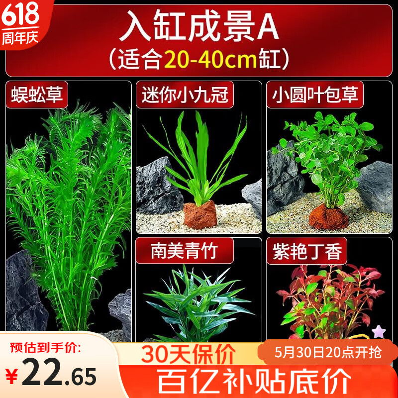 限移动端、京东百亿补贴：疯狂水草 crazy aquatic plants 鱼缸水草植物直接入缸火山石鱼缸造景套餐20-40cm缸源头直发a 21.29元