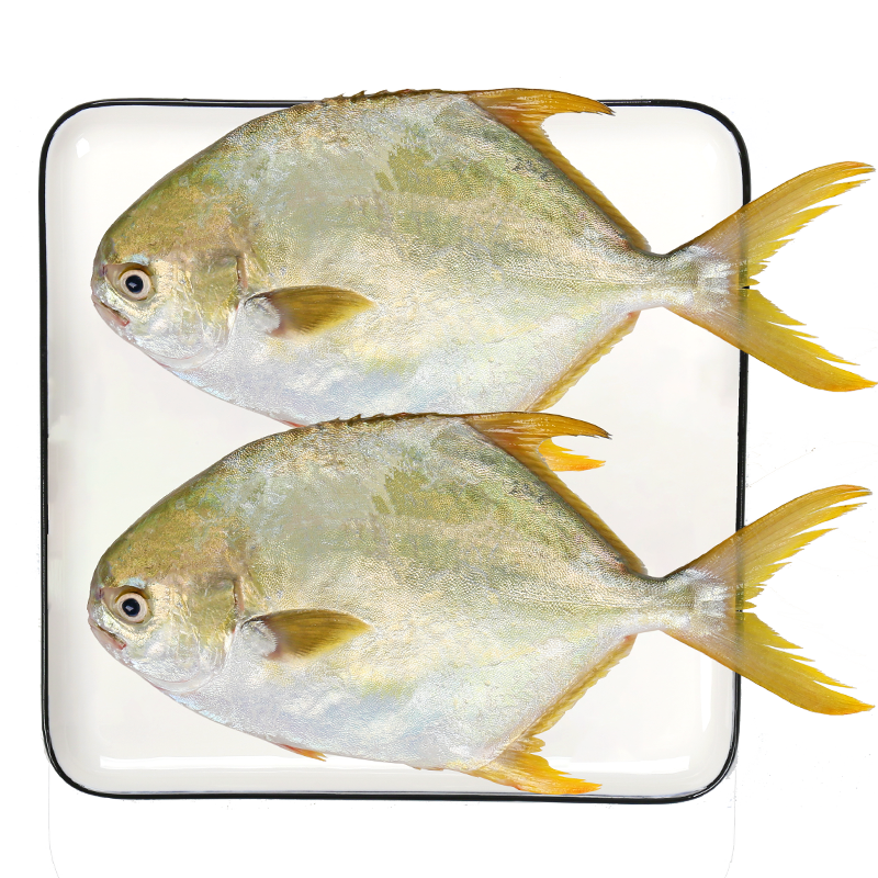 翔泰 海南金鯧魚凈重900g 2條裝 魚類生鮮 燒烤 火鍋食材 海鮮水產(chǎn) 82.14元（合27.38元/件）