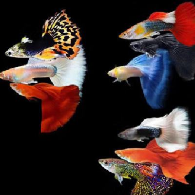 孔雀魚、天使魚 15條 4.99元