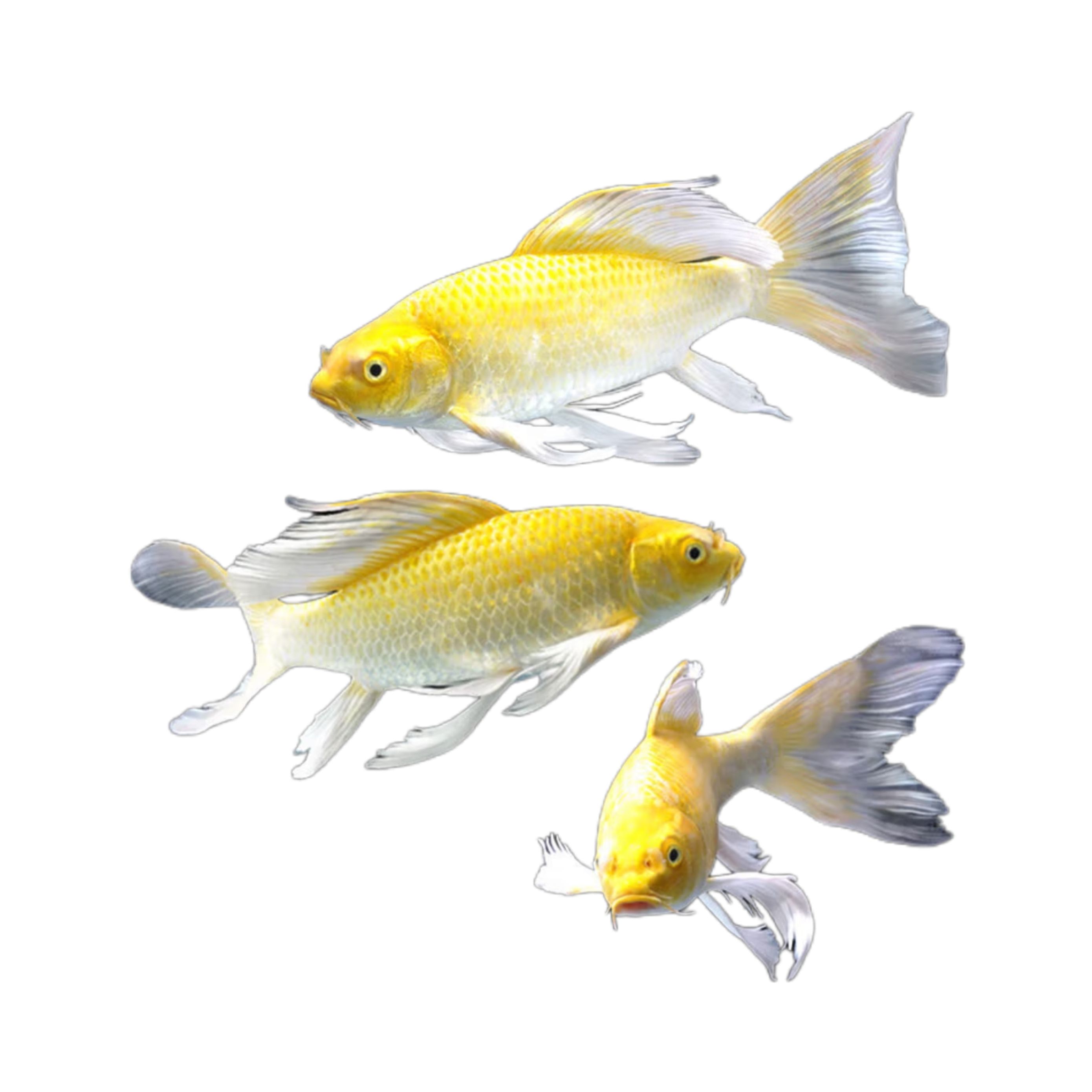 大型純種錦鯉活魚(yú)冷水魚(yú)淡水魚(yú)風(fēng)水魚(yú)好養(yǎng)耐活養(yǎng)不死黃金招財(cái)魚(yú) 精品黃金錦鯉（不分長(zhǎng)短尾） 5-7厘米3條 4.99元