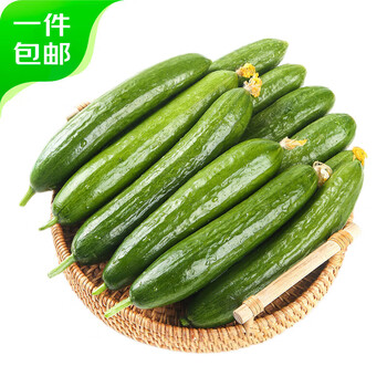 plus会员、再降价:京鲜生 山东荷兰水果黄瓜净重5斤 单果100g+ 健康轻食早餐 源头直发