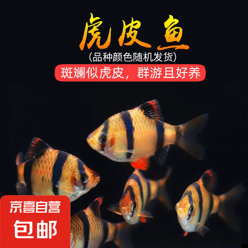虎皮鱼观赏鱼好养耐活小型热带鱼 群游热带观赏鱼好养耐活 （3-3.5cm）四间虎皮 4+1备损 5元